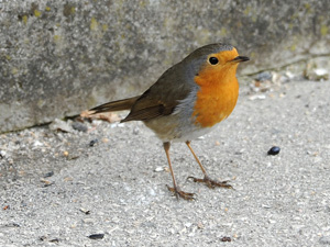 oiseau.jpg
